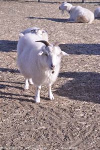 ［6］癒し系の動物 ^^