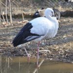 ［6］多摩動物園　〜鳥編〜