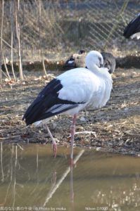 ［6］多摩動物園　〜鳥編〜