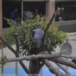 ［6］オセアニアの動物 パート２