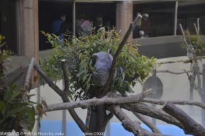 ［6］オセアニアの動物 パート２