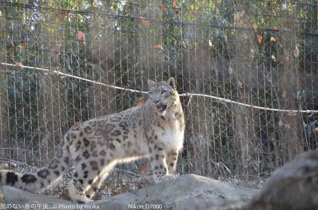 ［6］Snow Leopard　-ゆきひょう-