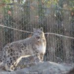 ［6］Snow Leopard　-ゆきひょう-