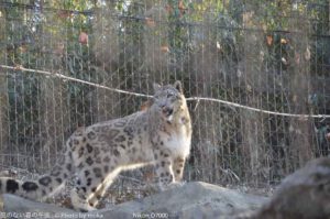 ［6］Snow Leopard　-ゆきひょう-