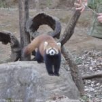 ［6］癒しの動物