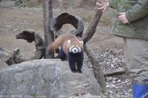 ［6］癒しの動物