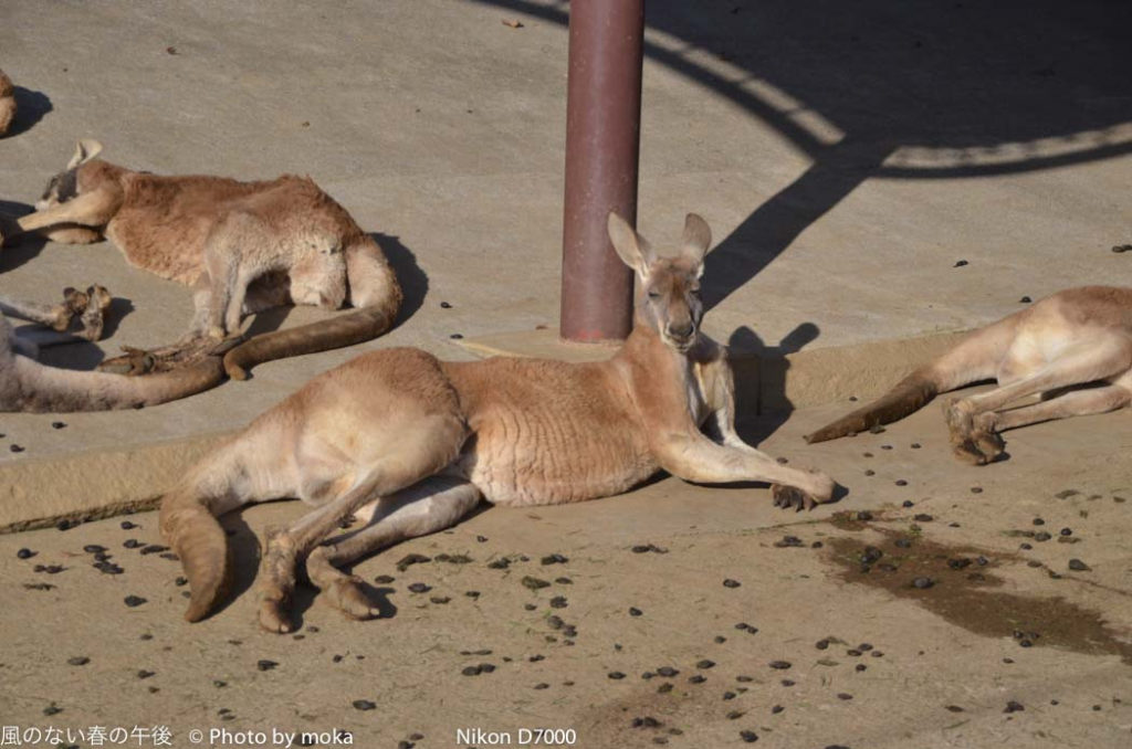 ［6］オセアニアの動物 パート１