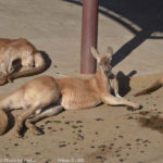 ［6］オセアニアの動物 パート１