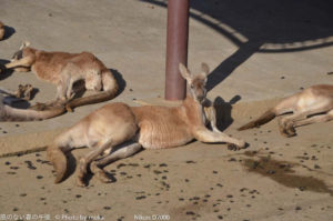 ［6］オセアニアの動物 パート１
