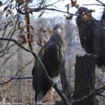［6］自由に飛び回る空の王者