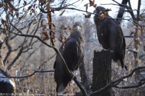 ［6］自由に飛び回る空の王者