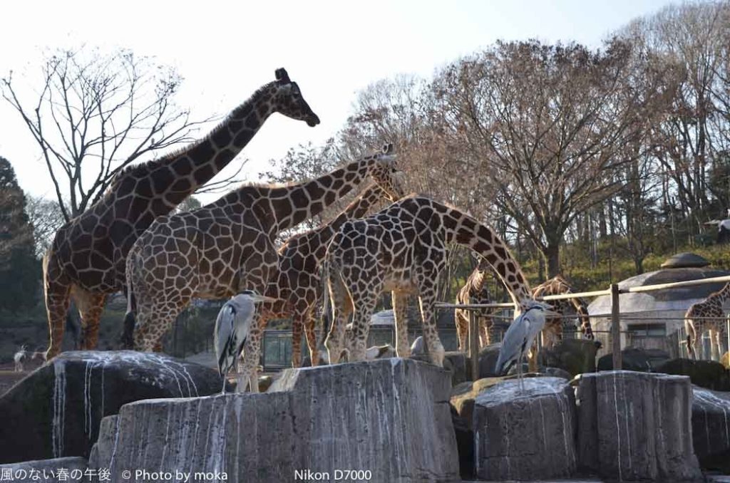 ［6］アフリカの動物　〜パート１〜