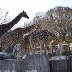 ［6］アフリカの動物　〜パート１〜