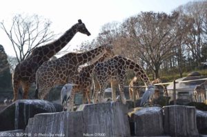 ［6］アフリカの動物　〜パート１〜