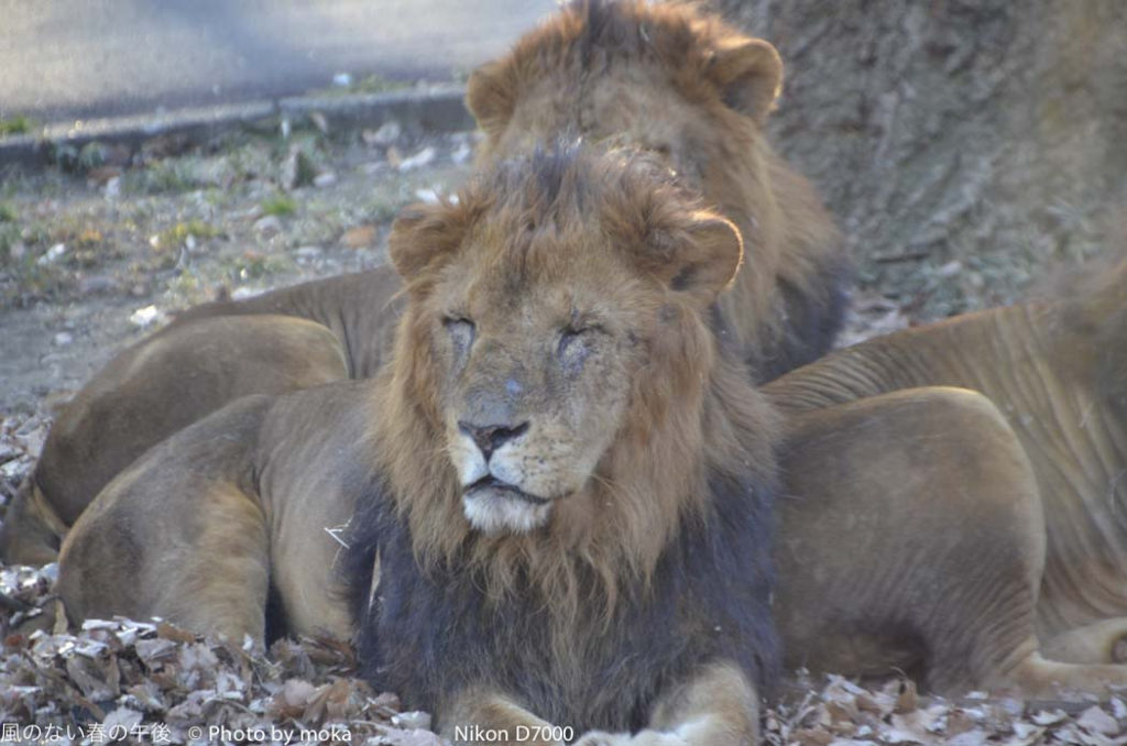 ［6］百獣の王ライオン