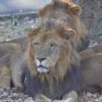 ［6］百獣の王ライオン