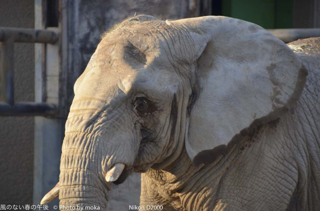 ［6］アフリカの動物　〜パート２〜