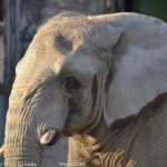 ［6］アフリカの動物　〜パート２〜