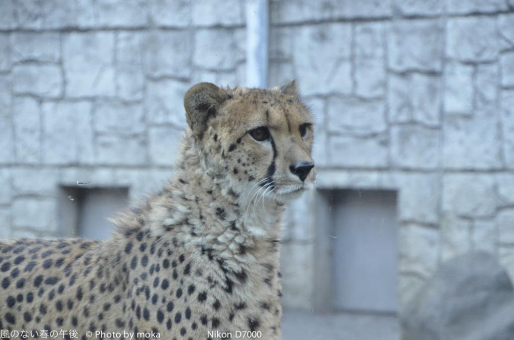 ［6］アフリカの動物　〜パート３〜