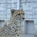 ［6］アフリカの動物　〜パート３〜