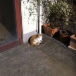 ［6］冬の晴れた日は、ひなたぼっこに限るね！