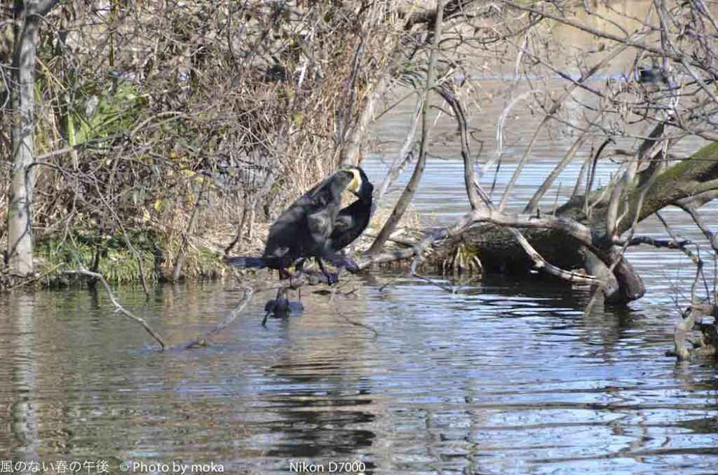 ［6］川鵜の子育て