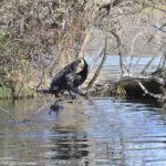 ［6］川鵜の子育て