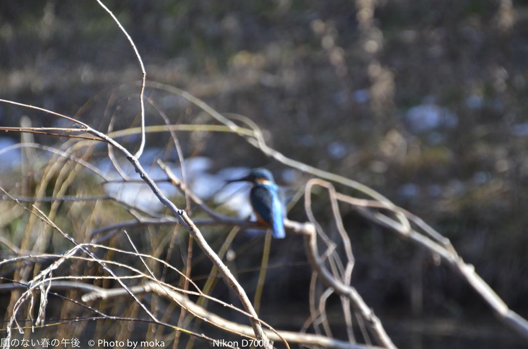 20120202_mizumoto-park39