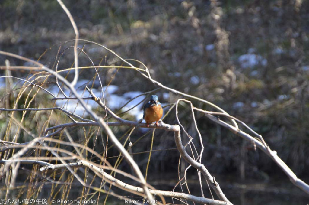 ［6］カワセミを発見！！