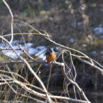 ［6］カワセミを発見！！