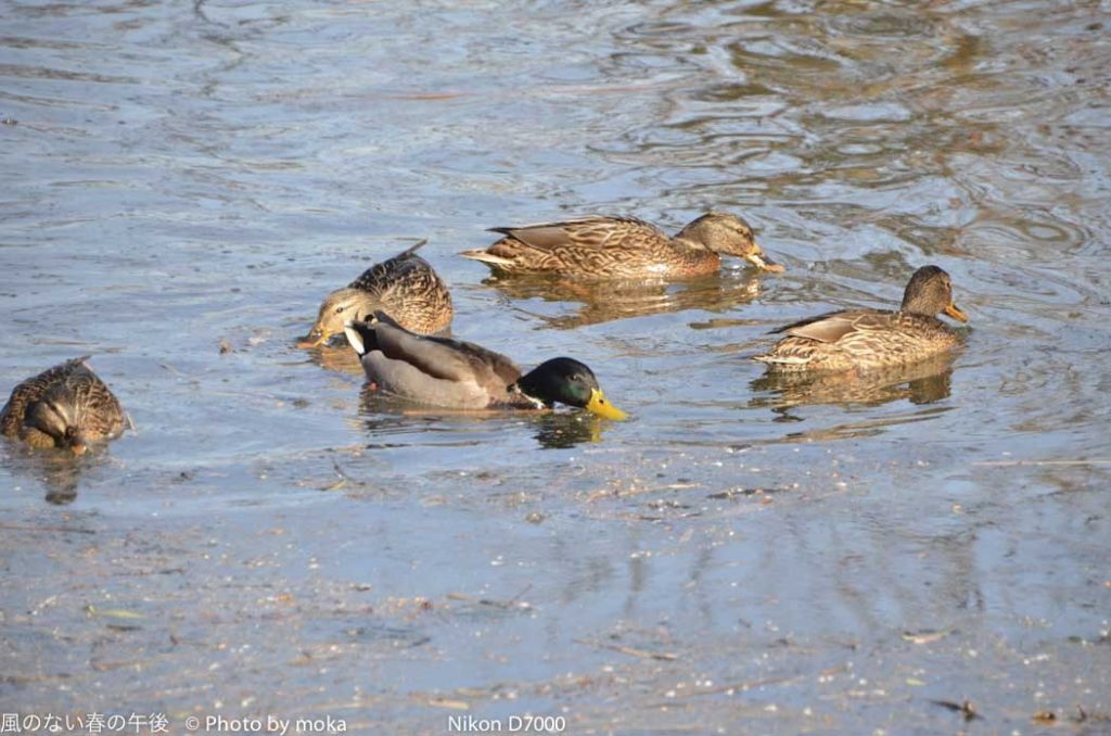 ［6］公園に住む鳥たち