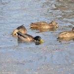 ［6］公園に住む鳥たち