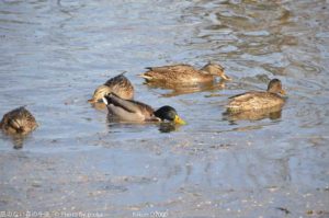 ［6］公園に住む鳥たち