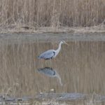 ［6］鳥類園ウォッチングセンター