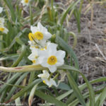 ［6］水仙まつり