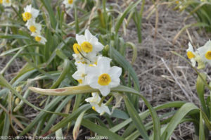 ［6］水仙まつり