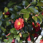 ［6］色づく公園