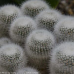 ［6］フサフサですね！