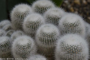 ［6］フサフサですね！