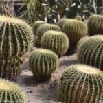 ［6］蒸し暑い梅雨に、乾きを求めてサボテン見学