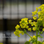 ［6］花の香りに誘われて