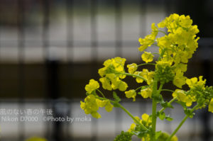 ［6］花の香りに誘われて