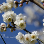 ［6］梅が見頃です