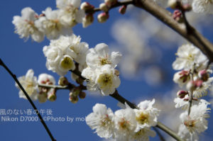 ［6］梅が見頃です