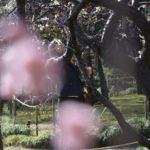 ［6］梅香る後楽園