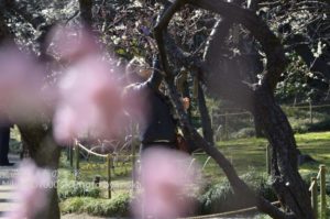 ［6］梅香る後楽園
