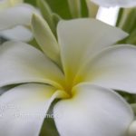 ［6］南国の花々