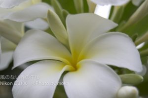 ［6］南国の花々