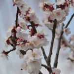 ［6］梅が満開、桜はあとちょっと！！