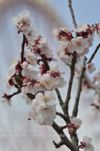 ［6］梅が満開、桜はあとちょっと！！